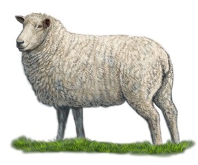 Sheep, farm animals illustration, art on isolated white background