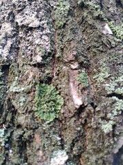 bark of a tree