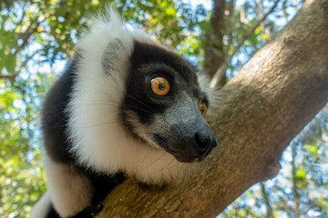 Black-and-white ruffed lemur (Varecia Variegata).Endemic Madagascar.