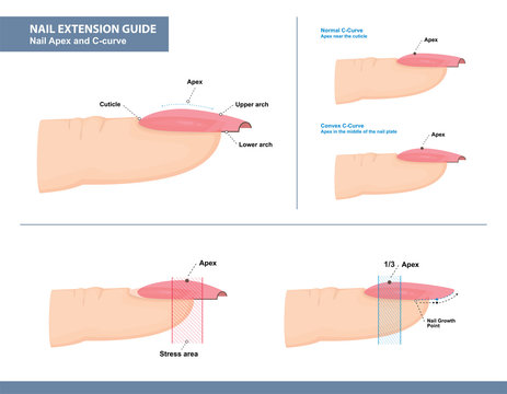 Nail Extension Guide. Nail Apex and C-curve. Vector Illustration
