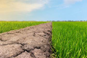 Rice field green grass surrounding crack dry soil with blue sky landscape background. feel relax and calm Concept. Copyspace and background.