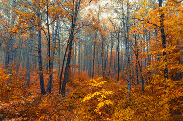 Fototapeta premium colorful autumn forest