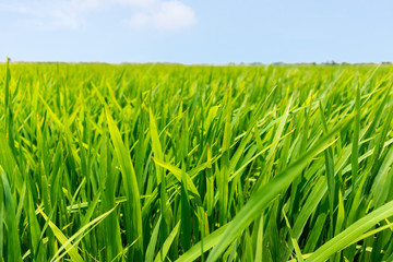 Fototapeta premium Close up green paddy rice field grass with blue sky landscape background. feel relax and calm Concept. Copyspace and background.