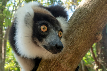 Black-and-white ruffed lemur (Varecia Variegata).Endemic Madagascar.
