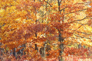Beautiful autumn landscape with yellow autumn leaves on autumn trees in warm autumn weather
