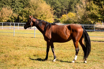 Obraz premium Red horse eating grass in field in summer day. Copy space
