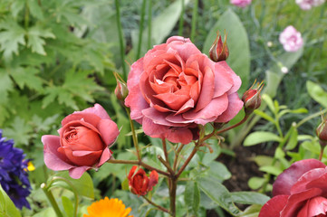 Perfect summer rose in English flower garden.