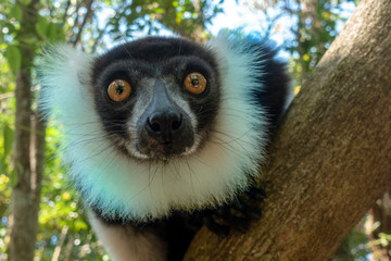 Black-and-white ruffed lemur (Varecia Variegata).Endemic Madagascar.