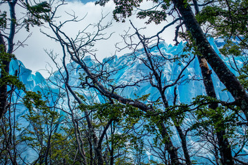 Glacier Perito Moreno behind trees