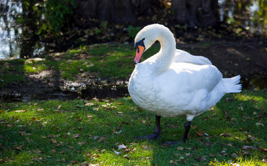 Beautiful white swan stands on green grass near the lake