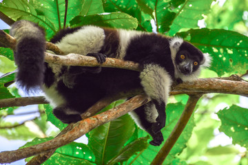 Black-and-white ruffed lemur (Varecia Variegata).Endemic Madagascar.