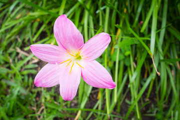 Pink lotus soil flower on green background.