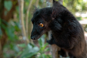 Male black lemur, Eulemur macaco, Madagascar, Africa.