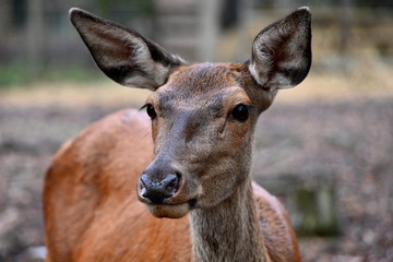 Rotwild im Tierpark Ueckermünde