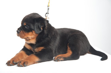 Cute one rottweiler puppy in a studio on a white background