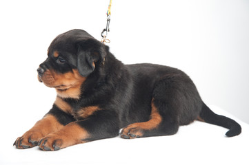 Fototapeta premium Cute one rottweiler puppy in a studio on a white background