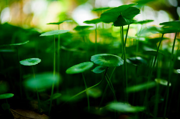 Gotu kola