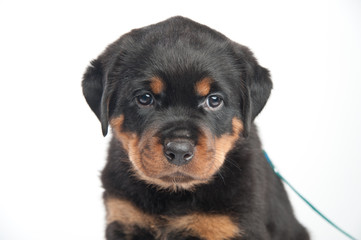 Fototapeta premium Śliczny jeden szczeniak rottweiler w studio na białym tle