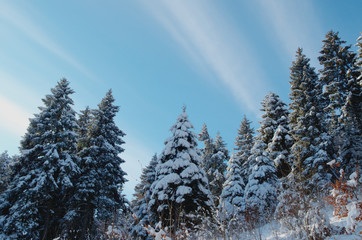 Snowy spruce ( Picea abies )