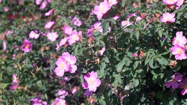 Dog rose pink flowers swaying or the wind in sunset. Blooming wild rose hip bush. Blossoming Rosehip in spring. Blossom flower, close up. For food and medical. Rosa canina flowers and leaves