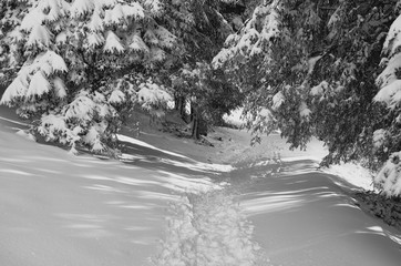 Tracks under snowy branch of tree
