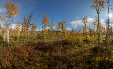 Fototapeta premium panorama of autumn forest. Autumn in the swamp. Bright sun over the forest swamp