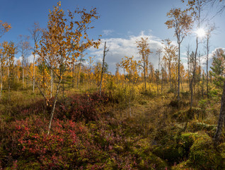 panorama of autumn forest. Autumn in the swamp. Bright sun over the forest swamp