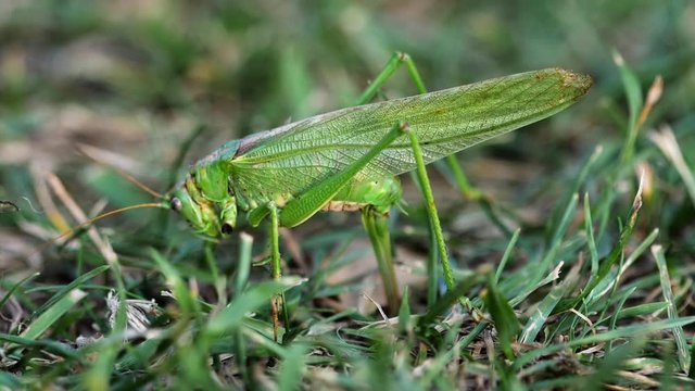 Big green locust female lays eggs