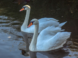 Łabędie © Henryk Olszewski