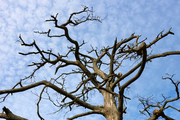 dead barkless standing pine