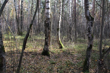 Birch trees trunks in autumn forest in sunnt day