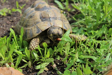 Maurische Landschildkröte beim Fressen