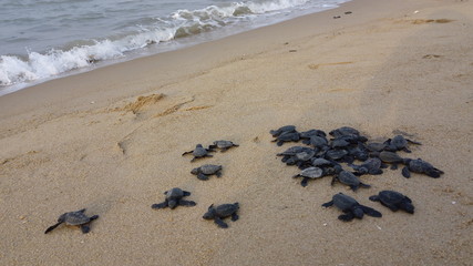 Olive ridleys (lepidochelys olivacea),Nasi island,india, south asia
