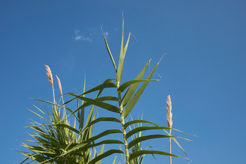 Arundo donax