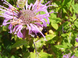 Bumblebee on a flower