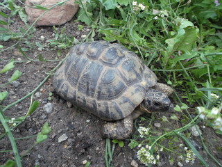 Maurische Landschildkröte