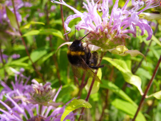 Bumblebee on a flower