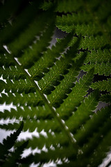 Fototapeta premium plants