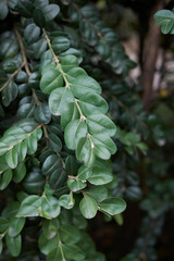 Buxus sempervirens