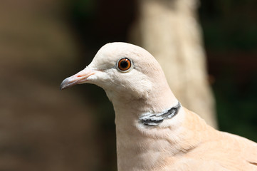 White ring necked dove up close