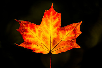 maple leaf back light