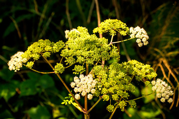 Angelica, medicinal herb with flower in summer