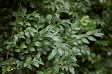 Buxus sempervirens