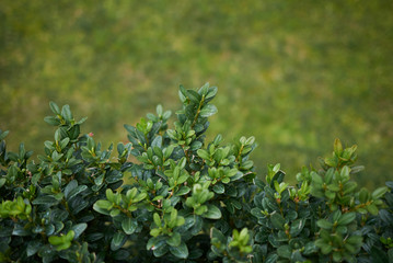 Buxus sempervirens
