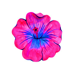 Hibiscus flower isolated on white background. Watercolor with summer garden and wild flowers.