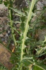 Carduus pycnocephalus
