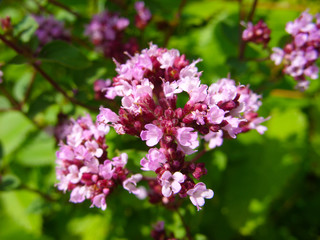 Fototapeta na wymiar Pink flowers