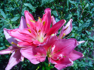 Pink lily