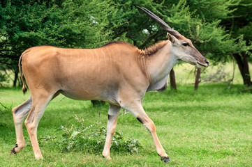 Naklejka na ściany i meble Eland walking through grass, large antelope, buck