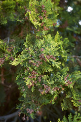 Chamaecyparis lawsoniana